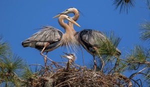 bird family